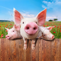 9-piece-aluminium-print-pig-in-luck