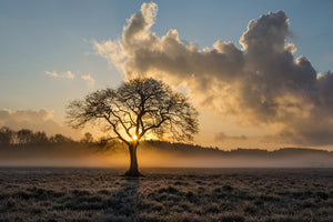 poster-print-a-lonely-tree