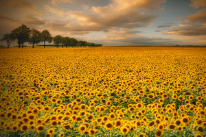 poster-print-sunflowers