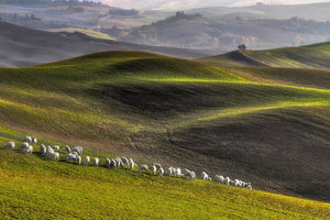 acrylic-print-pastoral-x