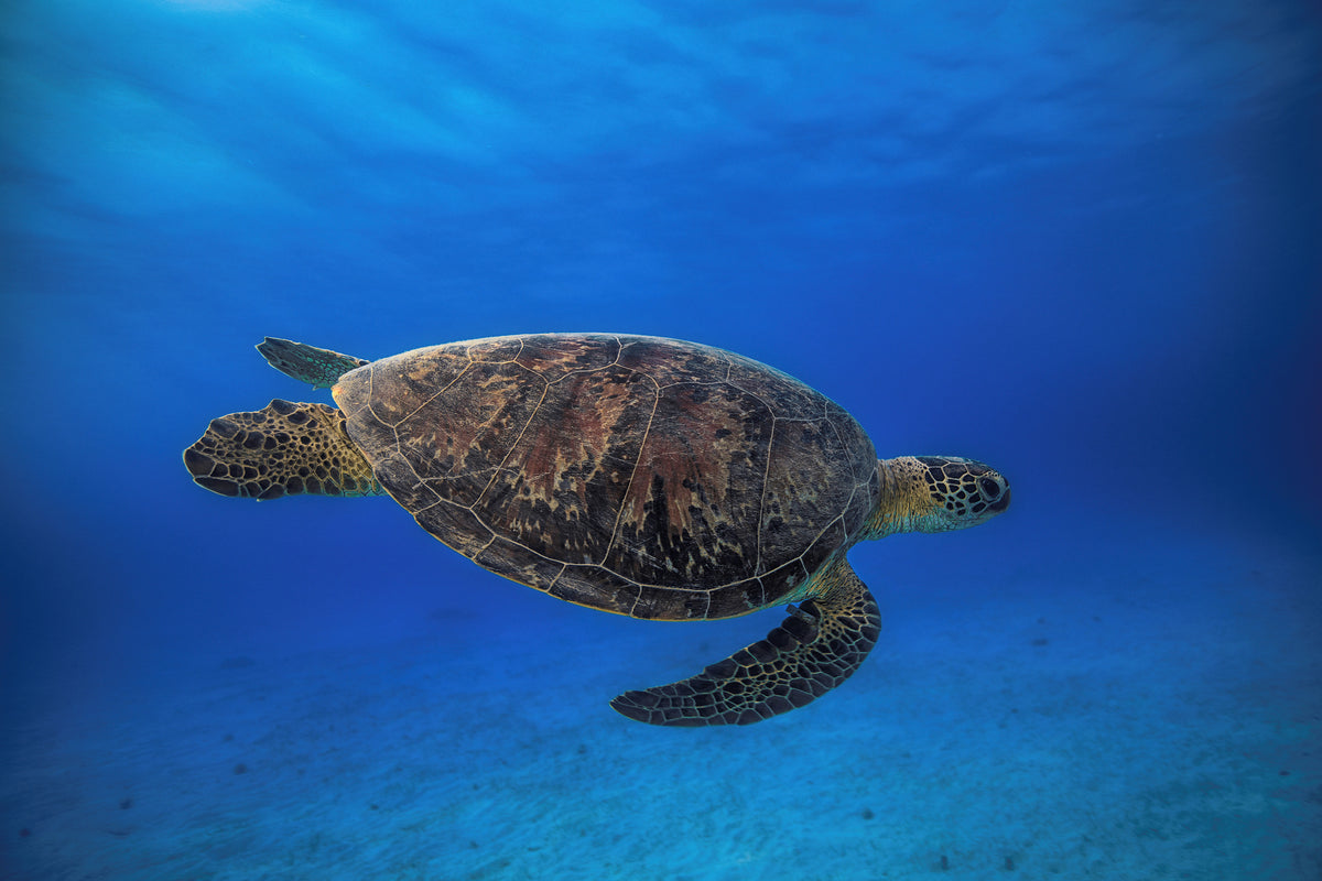 poster-print-green-turtle-in-the-blue