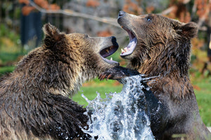 3-piece-aluminium-print-grizzly-fight