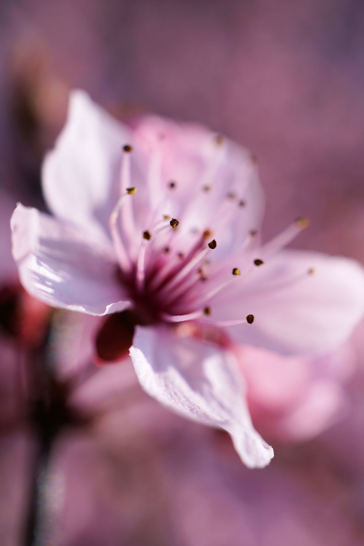 acrylic-print-adorable-cherry-blossom
