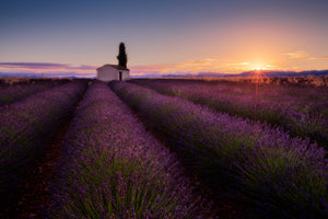 framedcanvas-print-provence-lavender-x