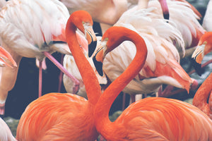 aluminium-print-colorful-flamingos
