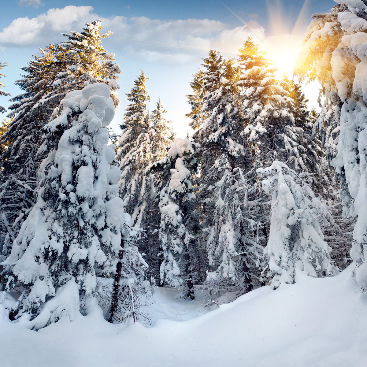 9-piece-canvas-print-fir-in-snow