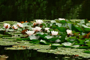 3-piece-aluminium-print-a-field-full-of-water-lilies