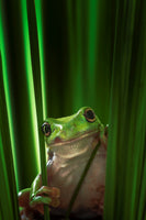 framedcanvas-print-green-frog