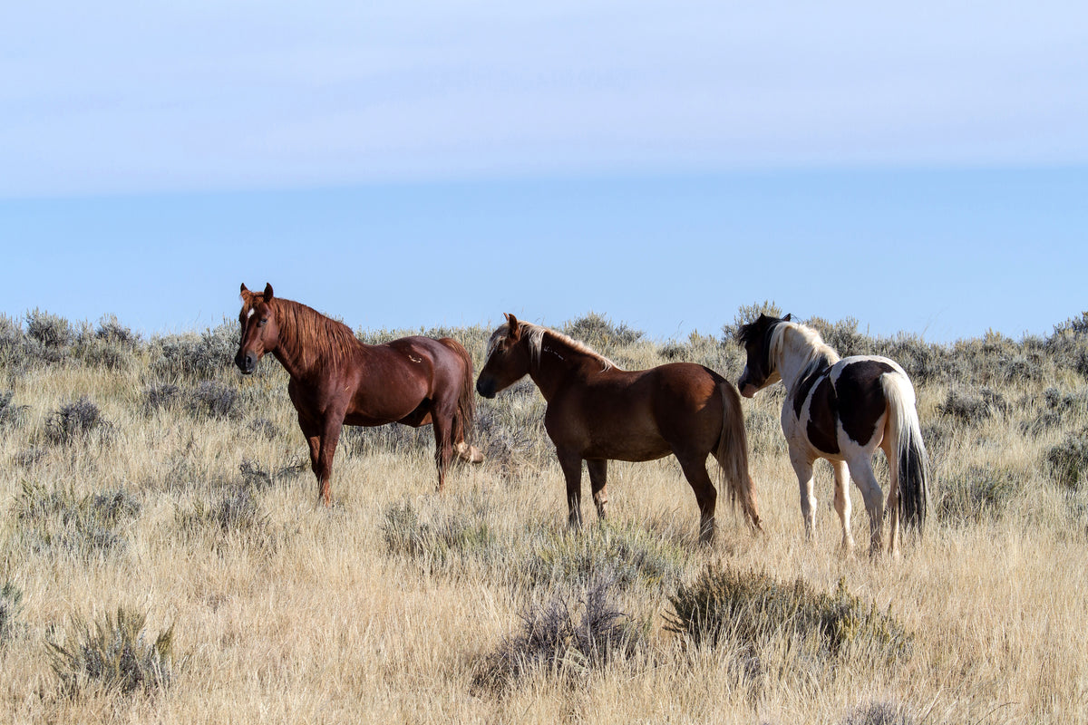 3-piece-acrylic-print-3-horses-in-nature