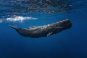 3-piece-canvas-print-sperm-whale