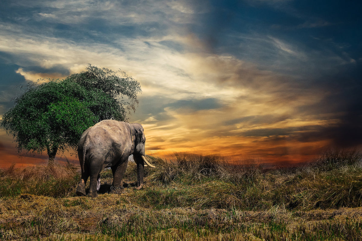 3-piece-aluminium-print-the-elephant-in-the-sunset