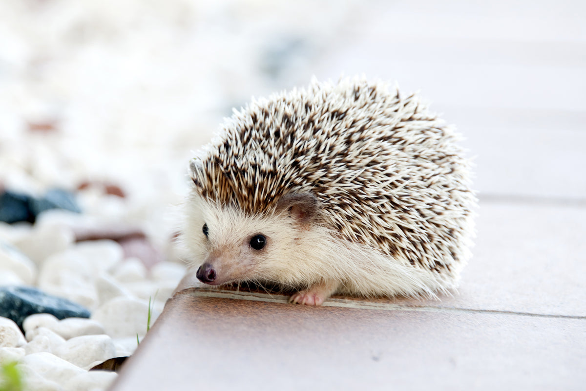 canvas-print-the-hedgehog-baby