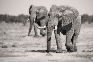 poster-print-twin-elephants-x