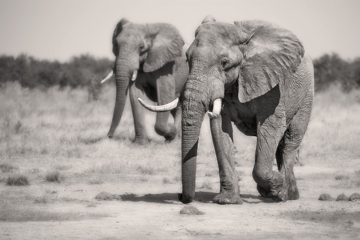 poster-print-twin-elephants-x