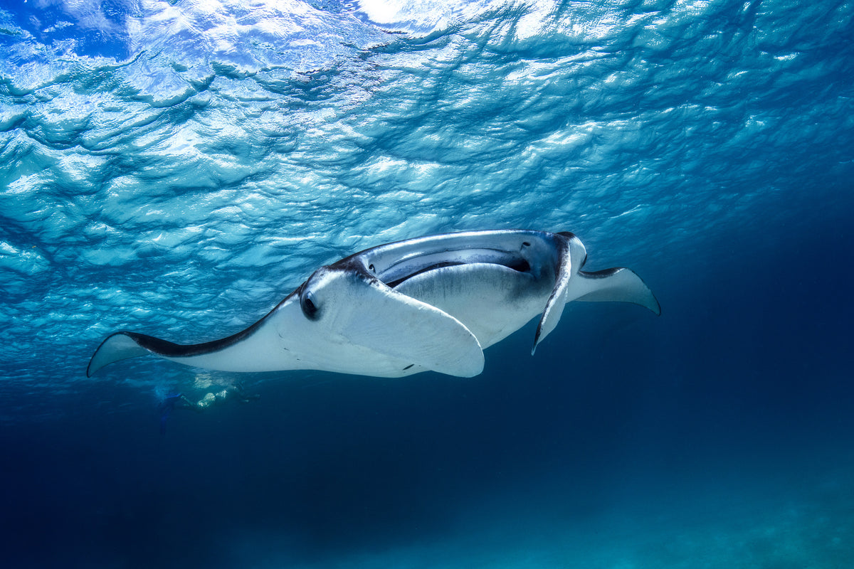 framedcanvas-print-manta-ray