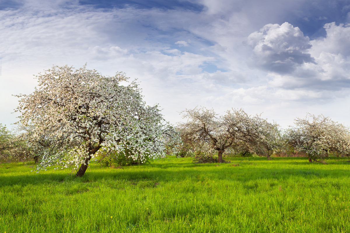 modern-3-piece-canvas-print-apple-tree-garden