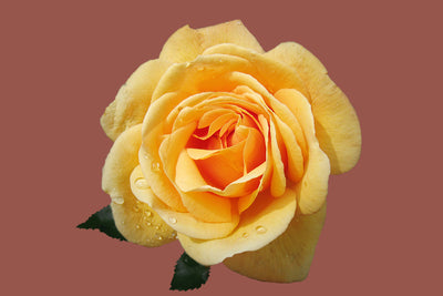 poster-print-rose-in-yellow-xxl
