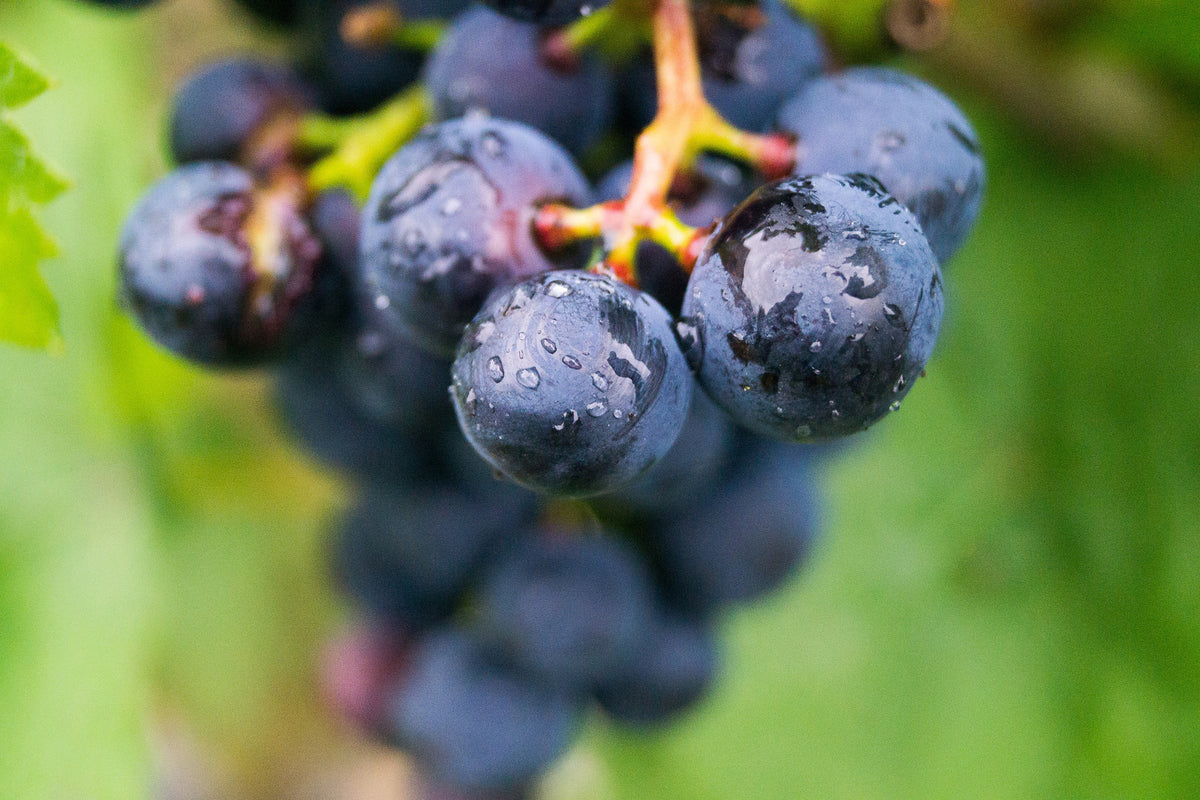 acrylic-print-grapes