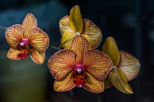 framedcanvas-print-orchidaceae