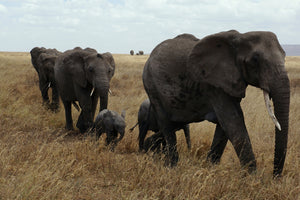 poster-print-elephant-family