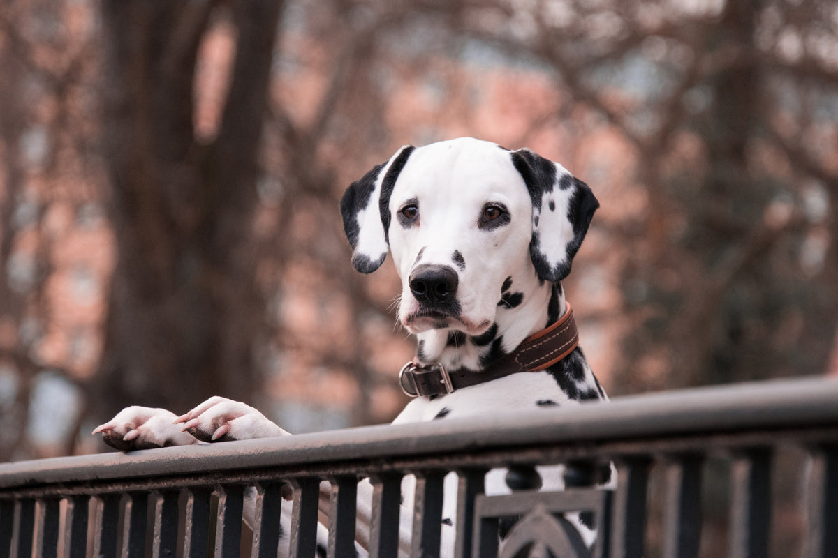 poster-print-watchful-dalmatian