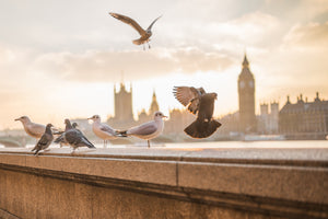 canvas-print-the-pigeons-on-the-roof