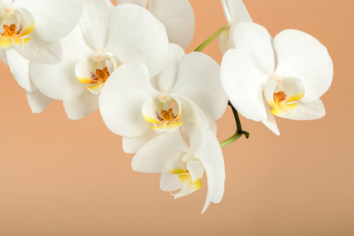 3-piece-canvas-print-white-orchid-flowers