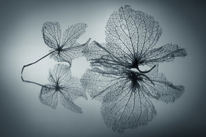 aluminium-print-ephemeral-beauty