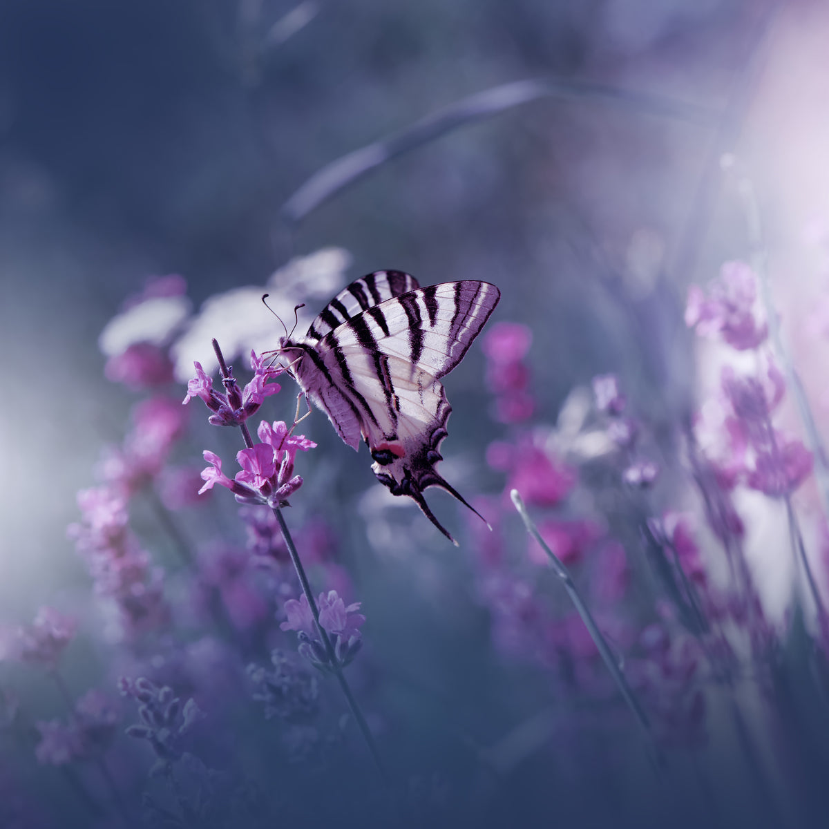 acrylic-print-lavender-queen-x