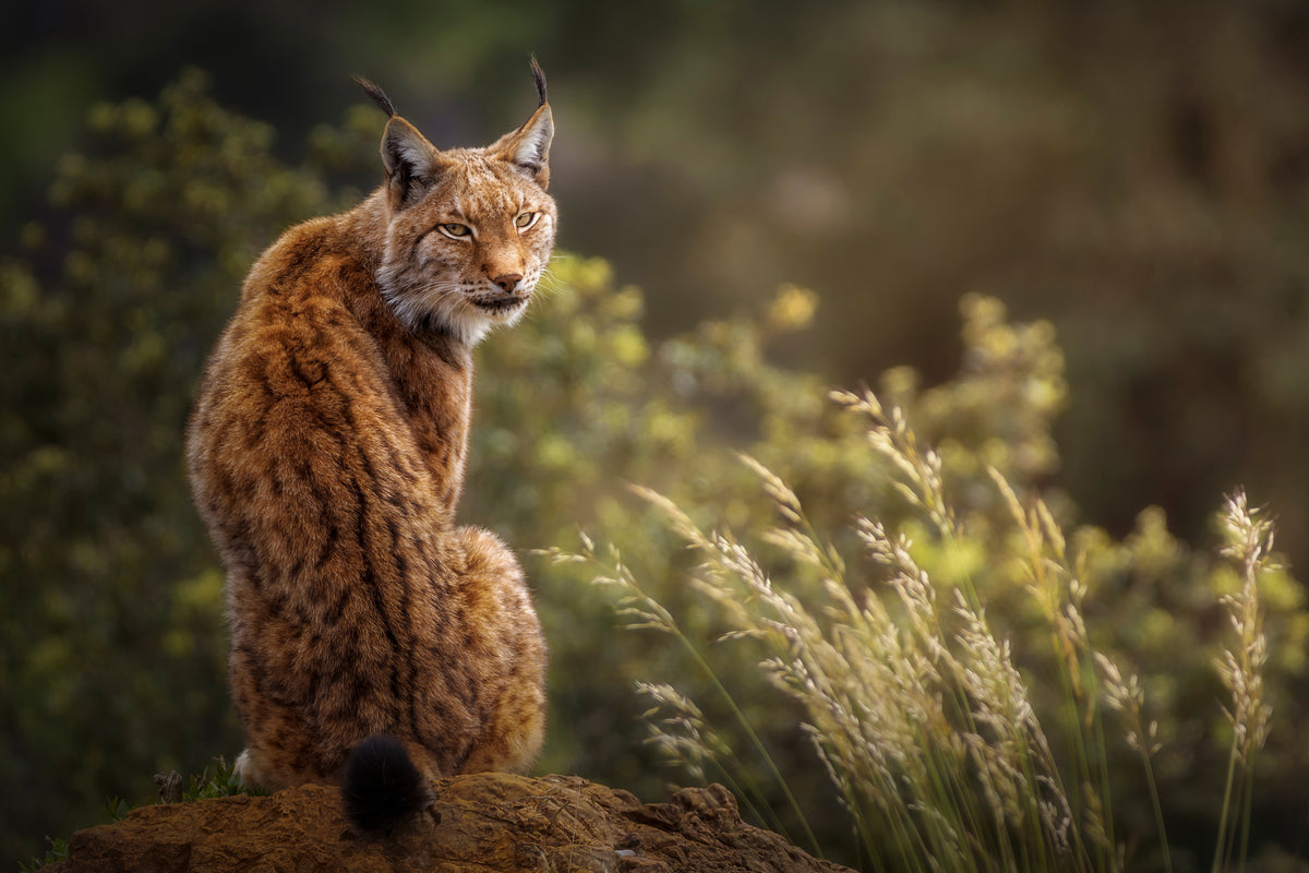 framedcanvas-print-lynx-fine-art-x