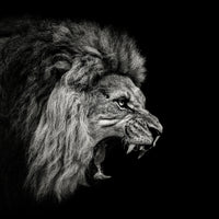 poster-print-roaring-lion-2-x