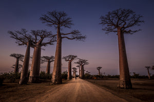 aluminium-print-allace-des-baobabs-x