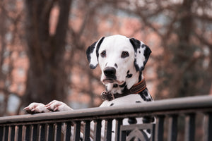 3-piece-acrylic-print-watchful-dalmatian