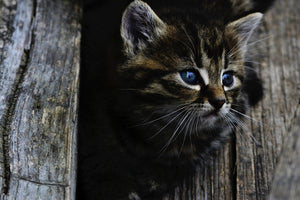 framedposter-print-cats-child