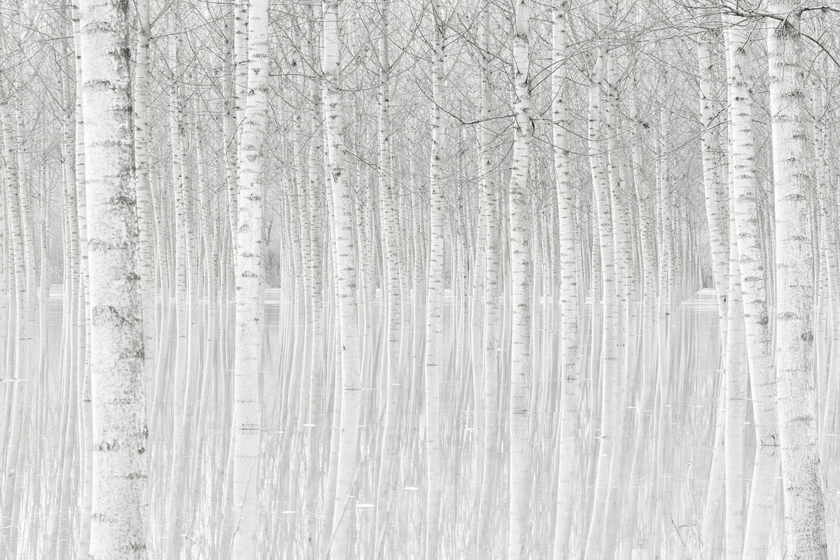 framedposter-print-trees