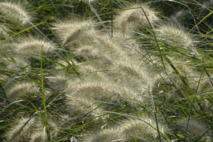 canvas-print-ornamental-grass-in-the-wind