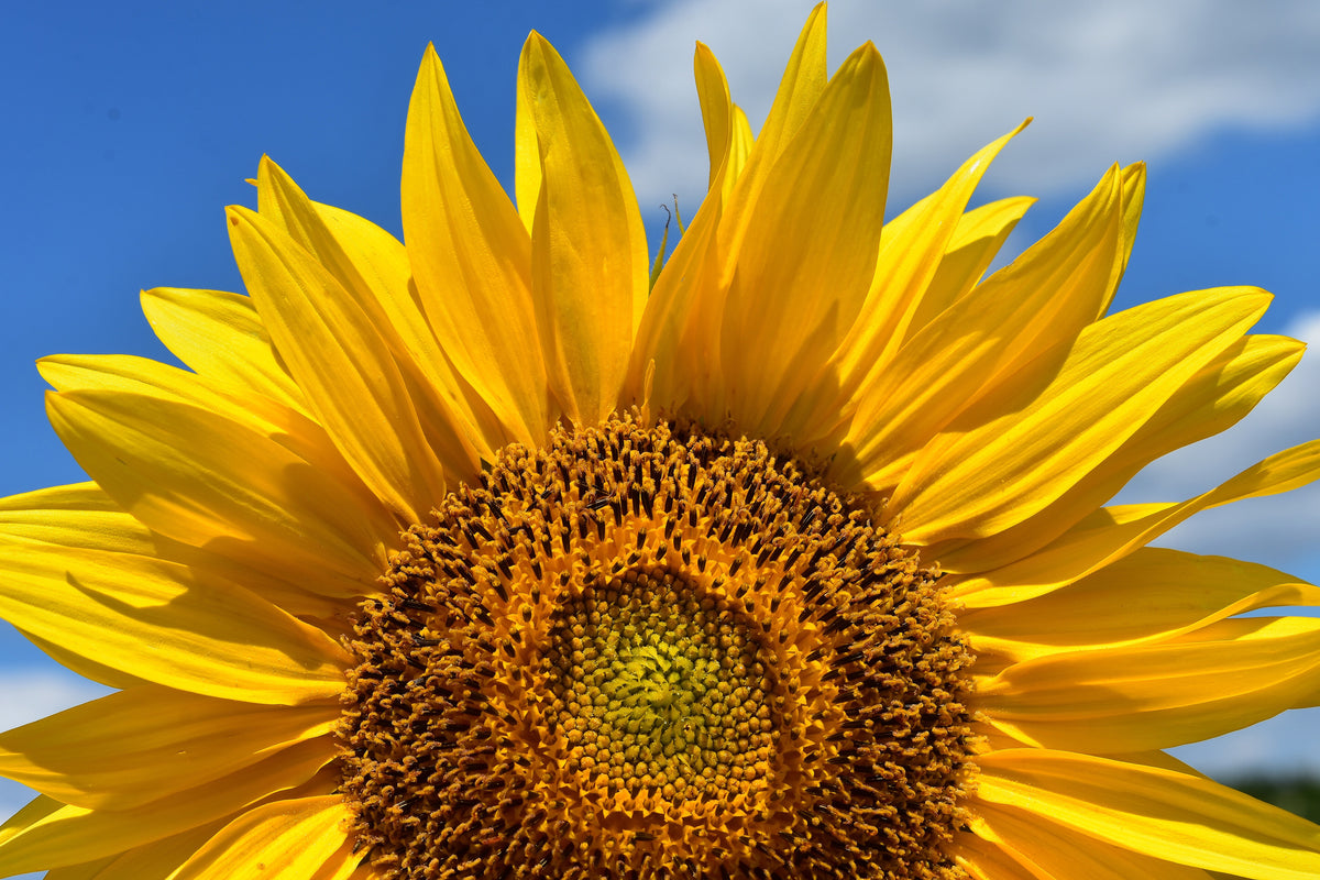 3-piece-aluminium-print-sunflower-in-xxl