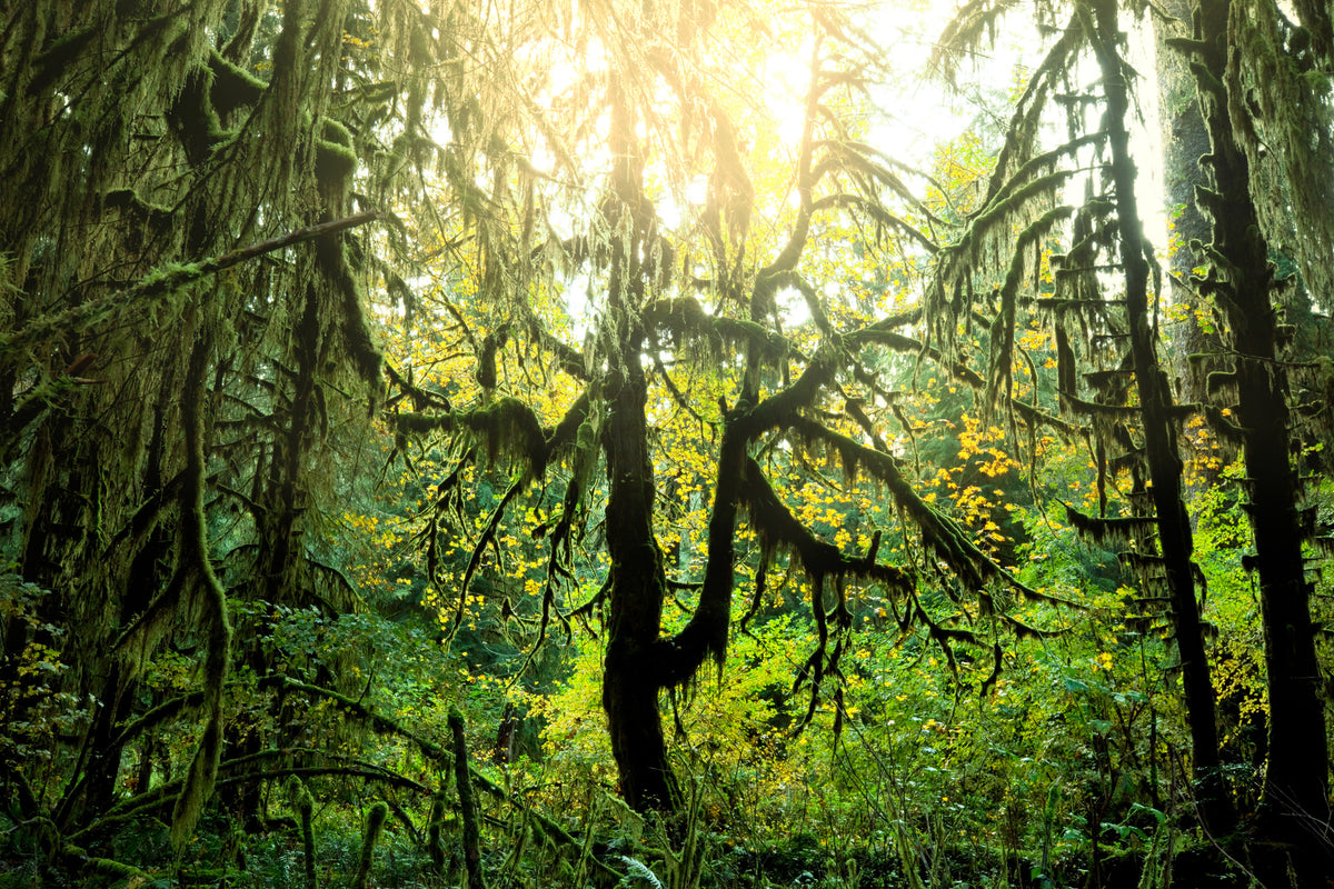 framedcanvas-print-dreamy-forest