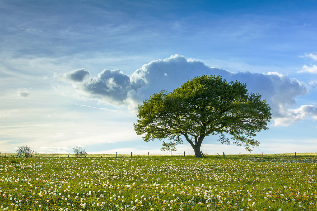 acrylic-print-spring-tree