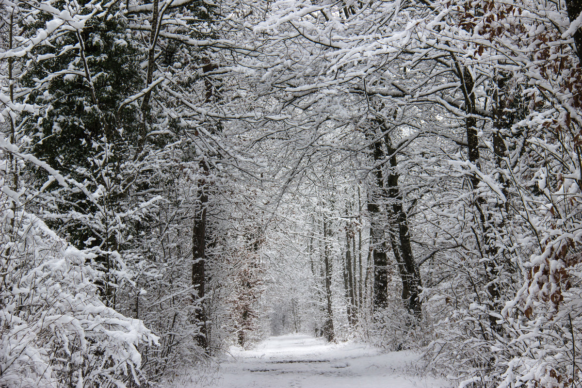 3-piece-acrylic-print-enchanted-winter-forest