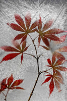 poster-print-red-maple-x