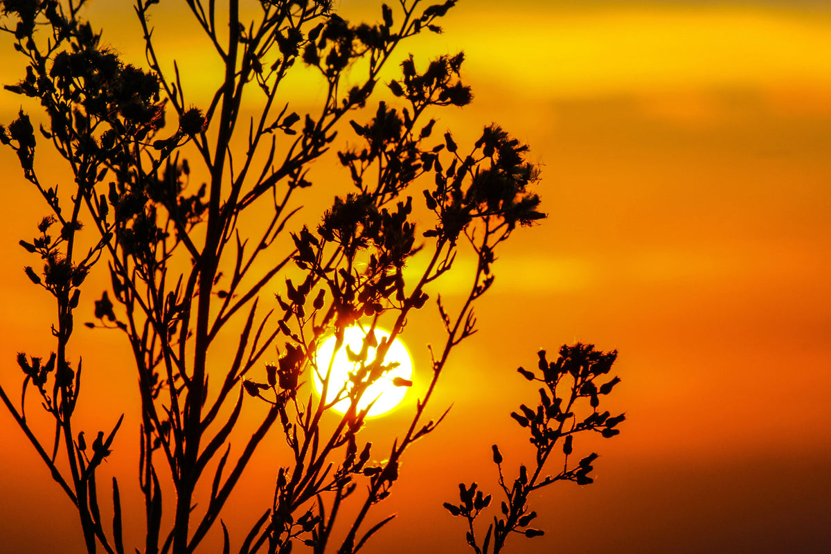modern-3-piece-aluminium-print-a-shrub-in-the-sunset
