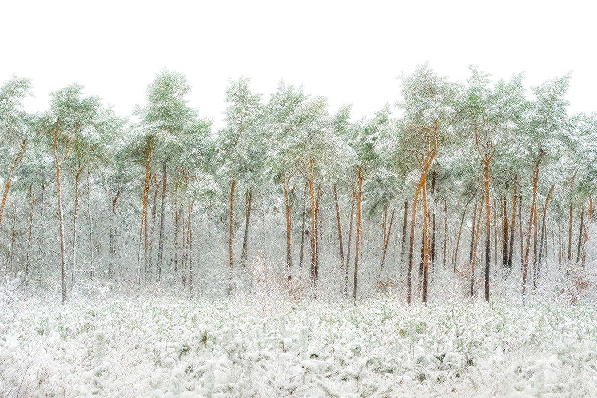 canvas-print-snow-world