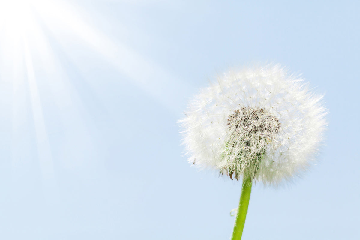 modern-3-piece-aluminium-print-dandelion-in-sunbeam