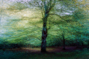 canvas-print-forest-xpf