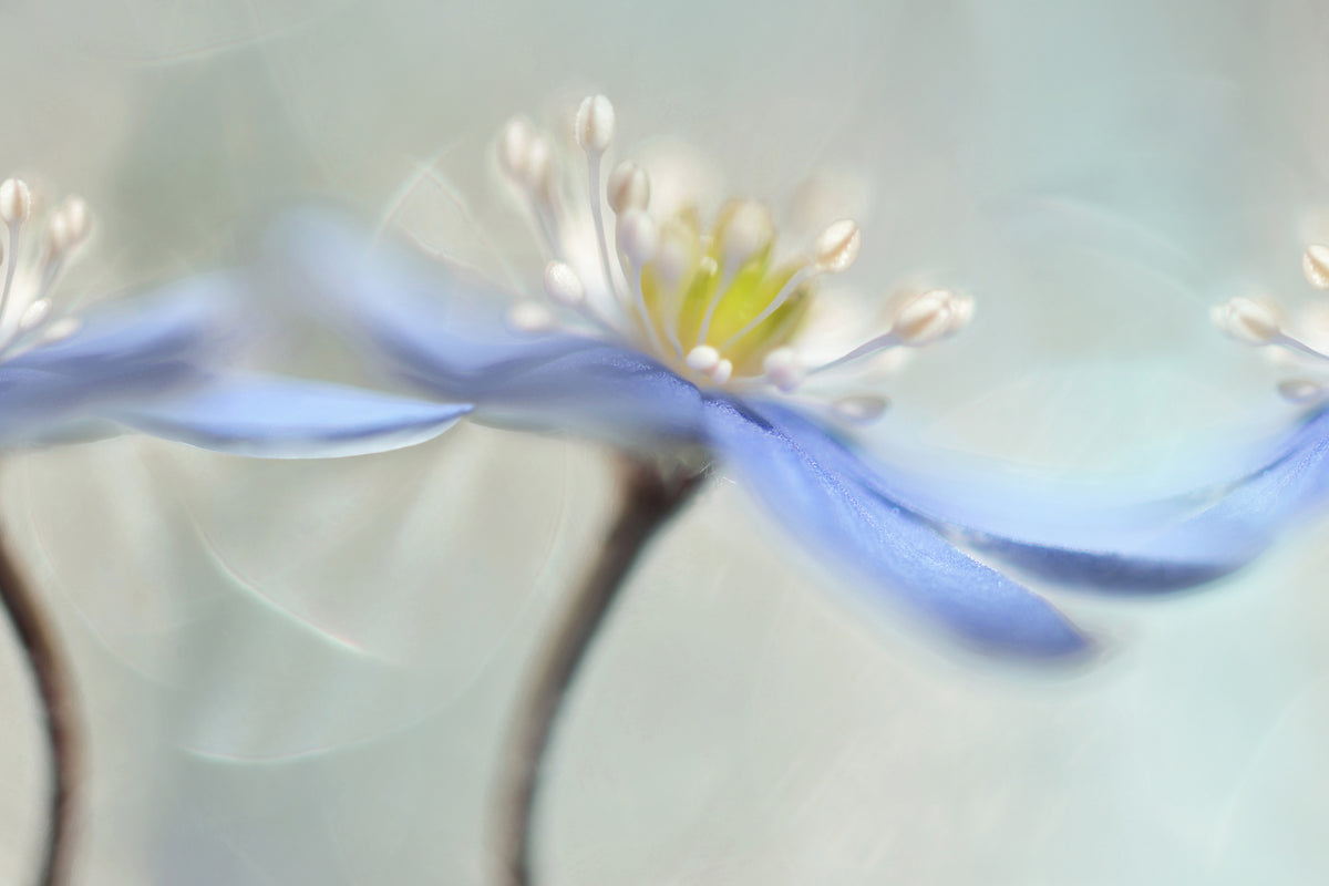 3-piece-acrylic-print-dancing-anemones