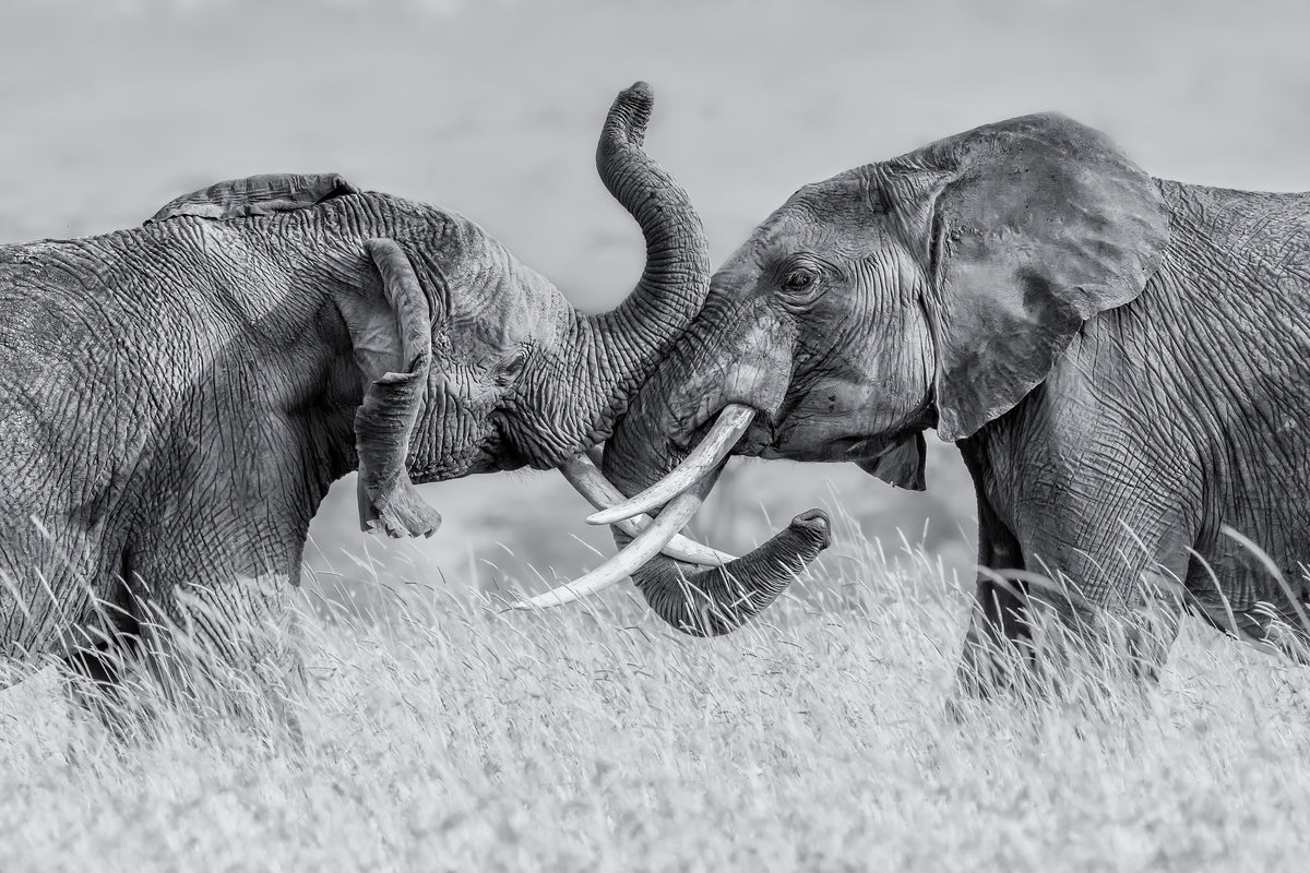canvas-print-elephant-qtai-chiq-x