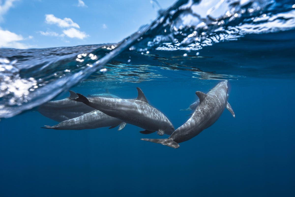 canvas-print-dolphins