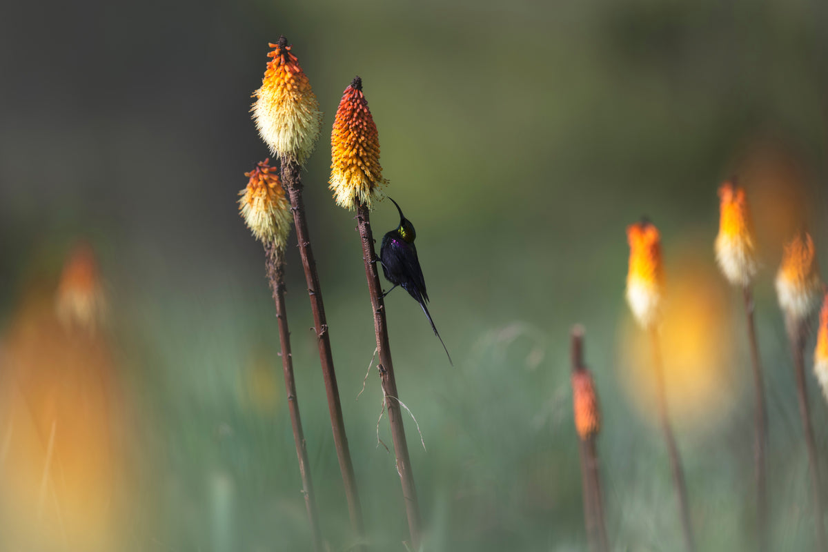 framedcanvas-print-tacazze-sunbird-x