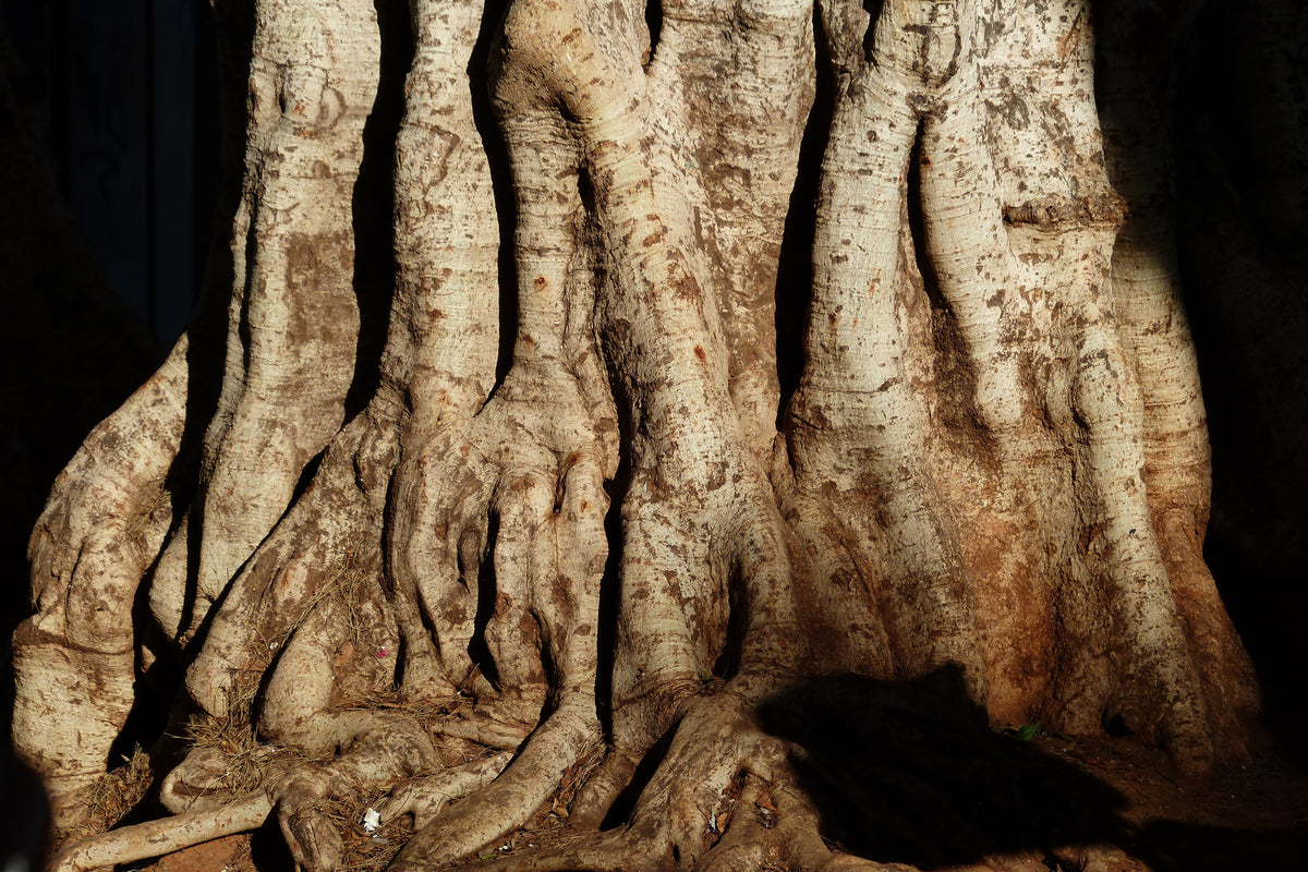 framedcanvas-print-tree-close-up